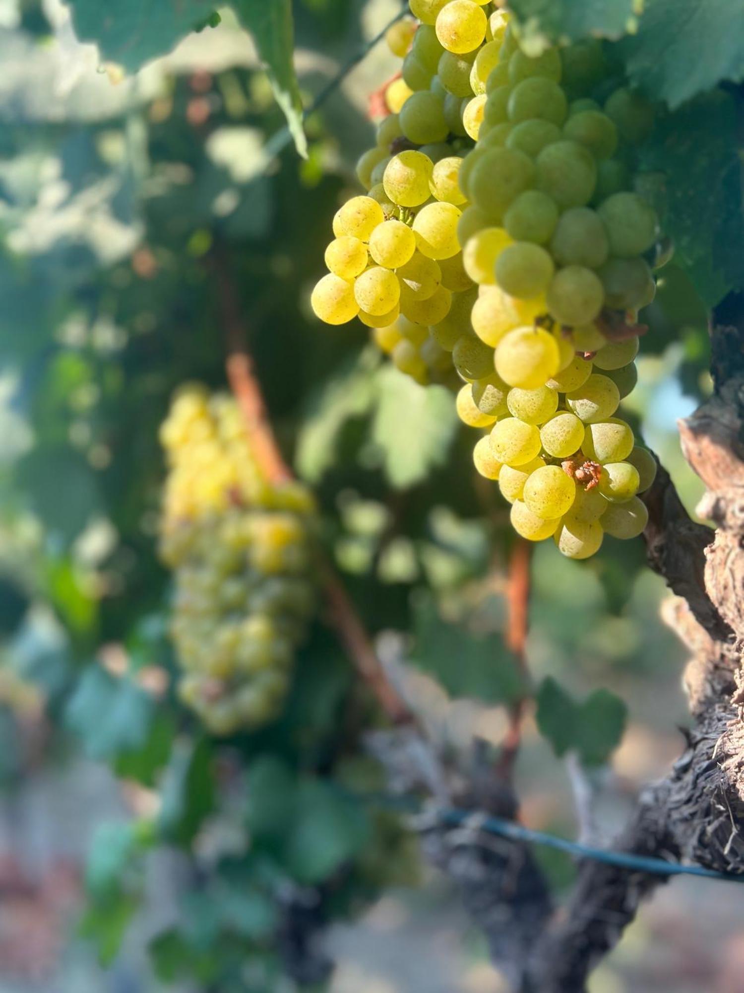 Datca Vineyard Guesthouse מראה חיצוני תמונה