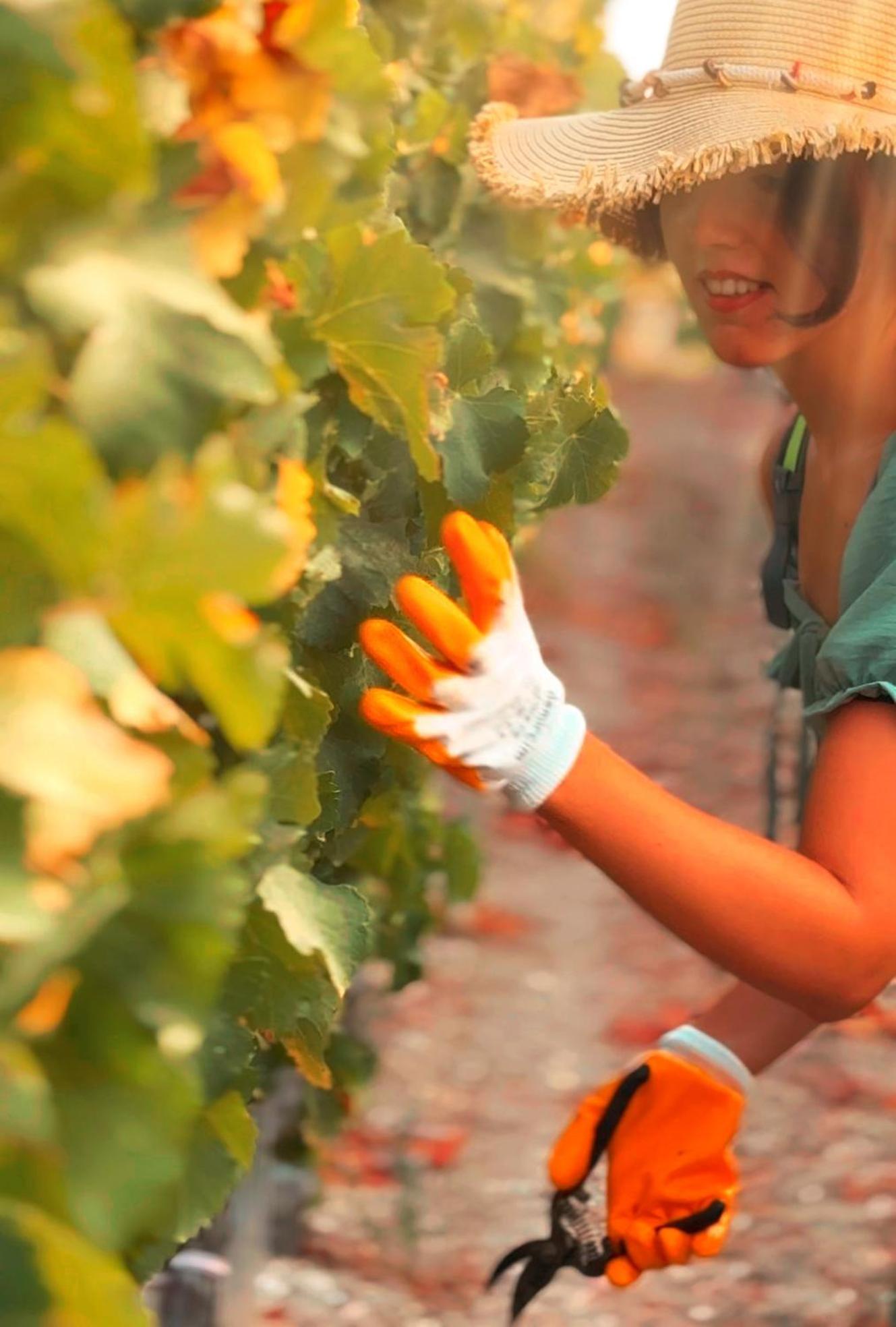 Datca Vineyard Guesthouse מראה חיצוני תמונה
