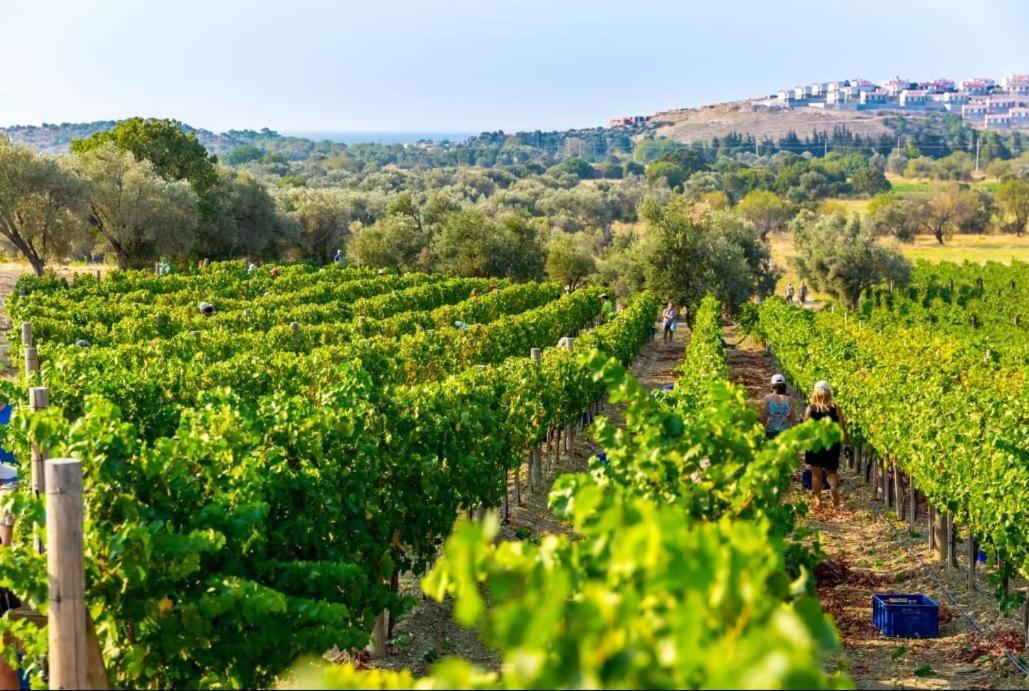 Datca Vineyard Guesthouse מראה חיצוני תמונה